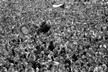 černobílá fotografie, demonstrace v roce 1989