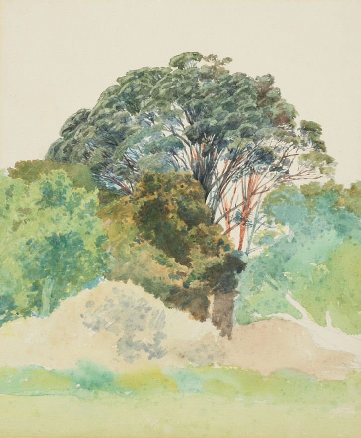 Rata, Taranaki, 1850s, New Zealand, by Honorable James Richmond. Gift of EA
