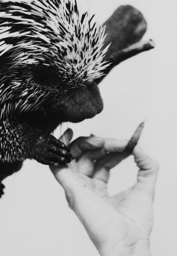 černobílá fotografie, lidská ruka a zvíře