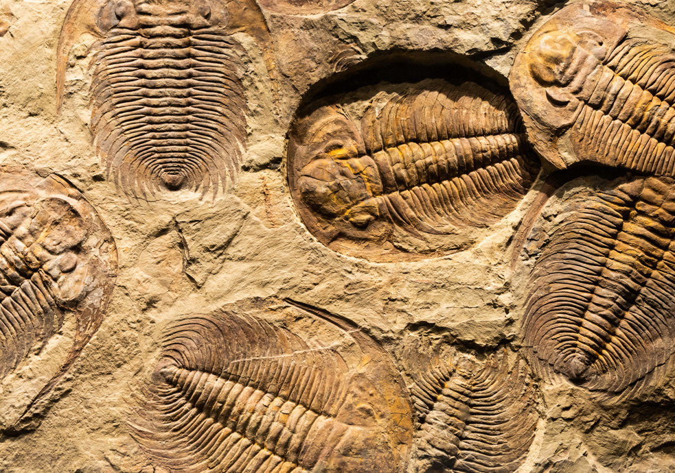 Trilobit