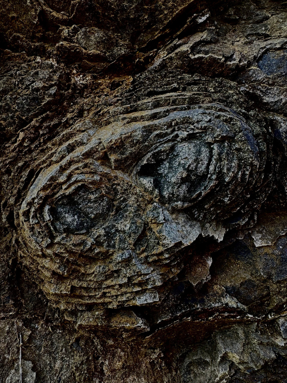 Barrandovská růže