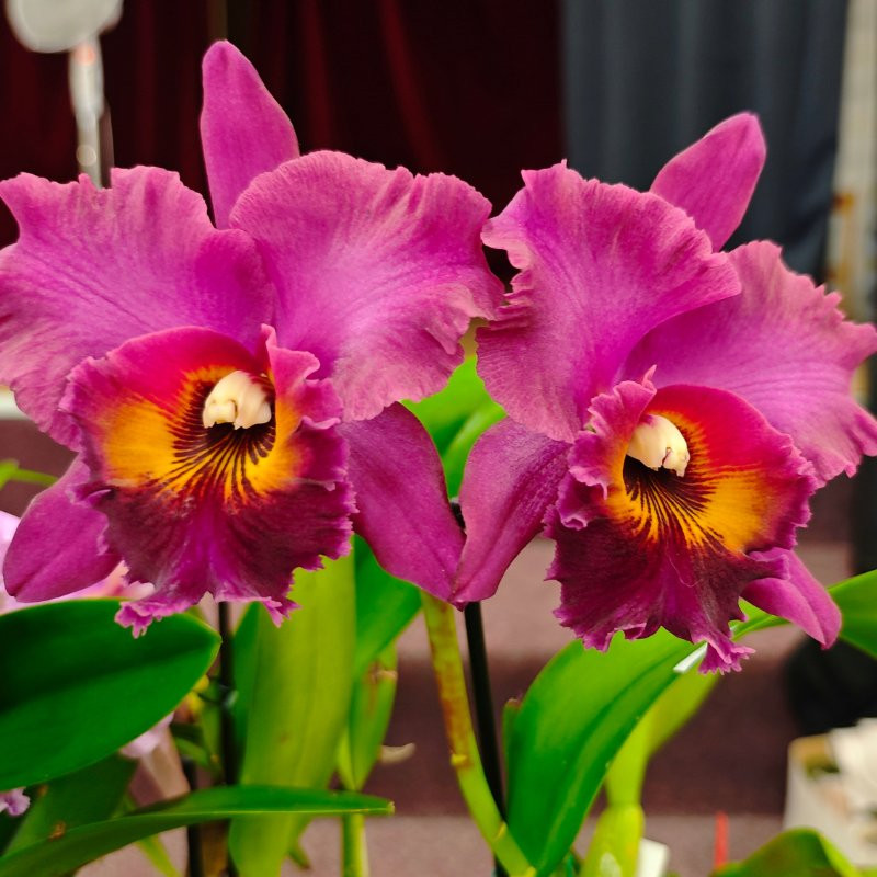 Orchidej
