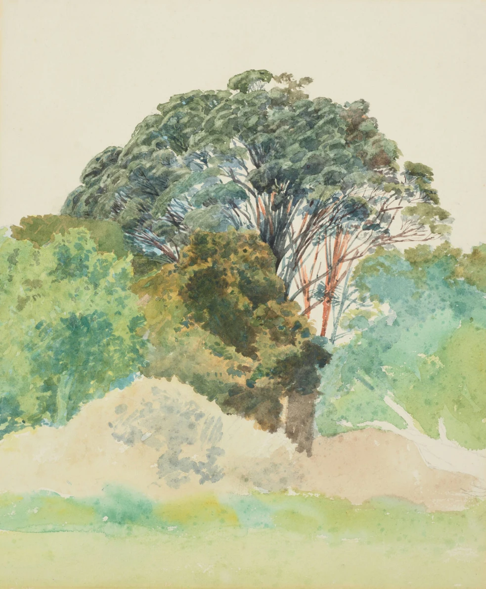 Rata, Taranaki, 1850s, New Zealand, by Honorable James Richmond. Gift of EA