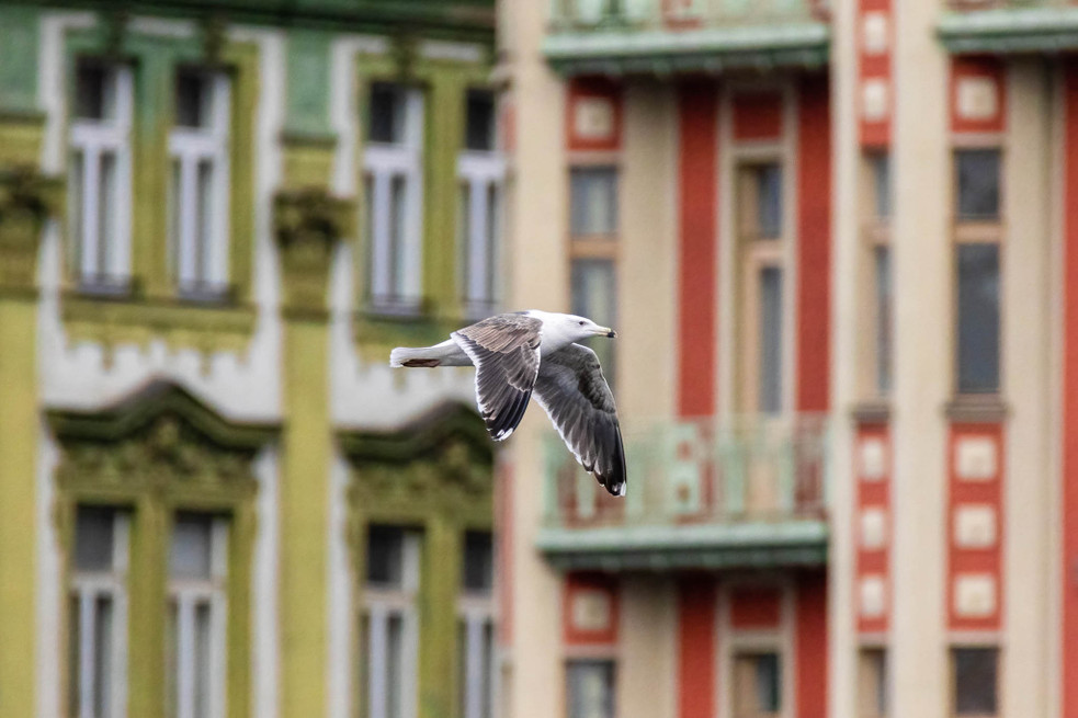 Zdroj: www.birdlife.cz