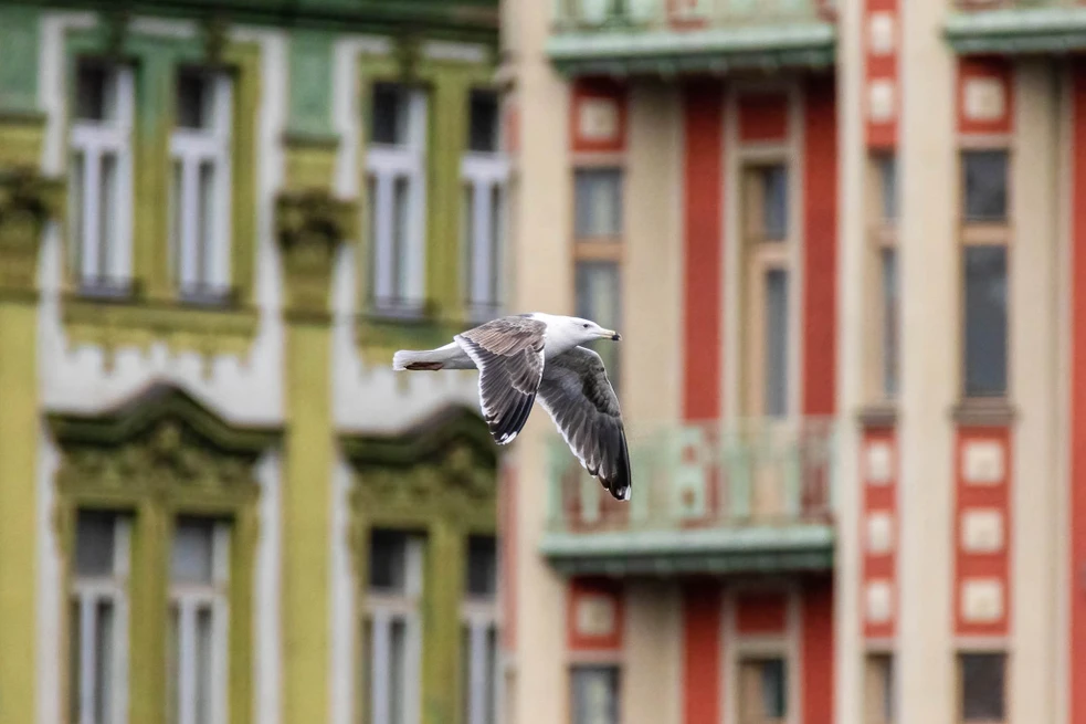Zdroj: www.birdlife.cz