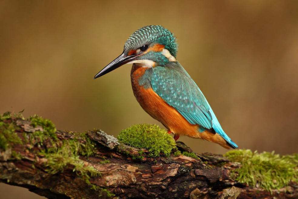 Zdroj: https://www.naturephoto.cz